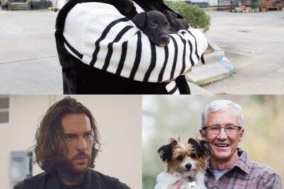 For the Love of Dogs Fans FURIOUSLY Demand New Host as Pete Wicks STUNS Nation, Sparks UPROAR to Replace ‘Wrong Choice’ Alison Hammond After Paul O’Grady’s Exit – Shocking Calls for ITV Shake-Up Go Viral!