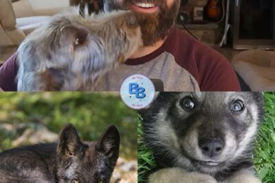 Travis Kelce Rescued an Abandoned Puppy. Months Later, He Realized It’s Not a Dog!!