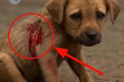 A young puppy, abandoned and alone, fights through adversity, seeking companionship and love, proving that hope and strength can overcome even the hardest of circumstances.