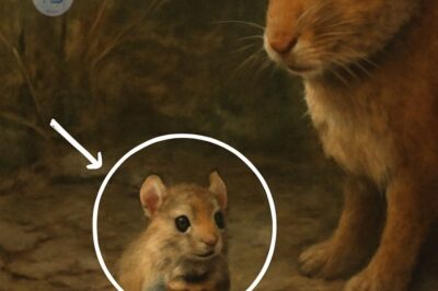 A tiny mouse’s heartwarming journey to seek friendship and rescue leads it to a world of new connections, teaching the value of compassion, love, and survival.
