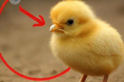 A young chick, separated from its mother, embarks on a heartfelt quest filled with obstacles and triumphs, to find its way back home and rediscover the warmth of family.