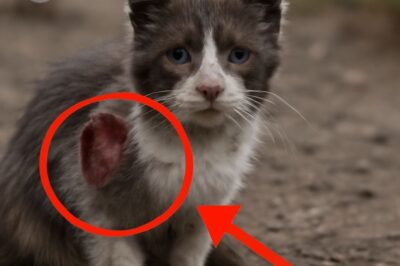 A once-neglected kitten embarks on a soul-searching journey to find its family and restore its faith in the love it deserves, overcoming pain to embrace a brighter future.