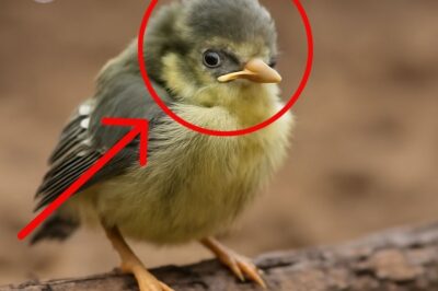 A helpless bird, left to fend for itself, finds strength in its vulnerability and discovers that even in the weakest moments, hope and resilience can lead to a brighter tomorrow.