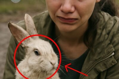 The Stray Rabbit’s Journey: From Fear to Family