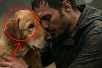 The Unbreakable Bond: A Dog’s Devotion Becomes My Lifeline When I Need It Most, Showing True Loyalty