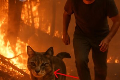 “Through the Fire: The Cat That Led Me to Safety in the Chaos of the Blaze”