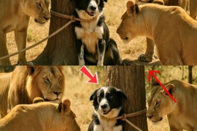 **”Three Lions Cornered a Bound Dog — Then the Unexpected Happened, Leaving Everyone Stunned”**