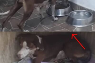**”Abandoned Dog Gives Birth on the Street — A Stranger’s Act of Kindness Rescues Her and Her Puppies”**
