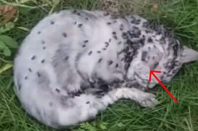 Cat Found Motionless in the Grass, Covered in Flies – What Happened Next Shocked Everyone