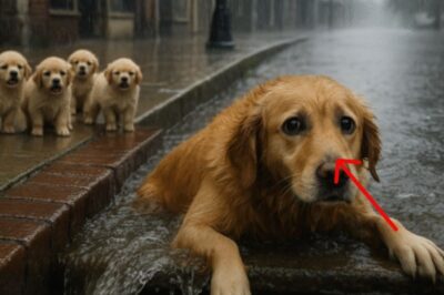 A Mother Dog Was Abandoned With Her Puppies — What Happened Next Made Everyone Cry