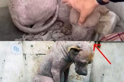 “From Abandoned and Sick to Hopeful: How a Compassionate Rescuer Helped This Dog Learn to Trust Again