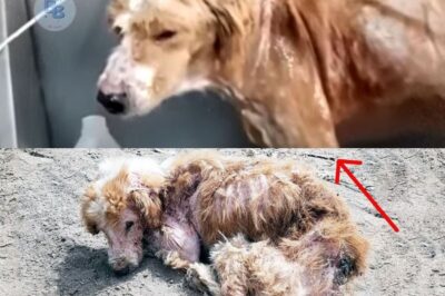 “Charlie’s Transformation: From Abandonment and Suffering to Joy and Hope”