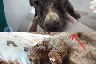 “From Neglect to Love: Petra’s Inspiring Rescue and Journey to a Warm Home”