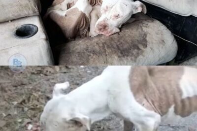 “Abandoned and in Pain: A Loyal Dog’s Waiting Journey Until Rescuers Gave Him a New Chance at Life”