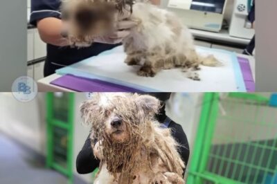 “A One-Eyed Mother Dog’s Heartbreaking Rescue: From Despair in a Cramped Shelter to a New Hope”