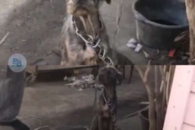Woman Uses Kindness To Convince Man To Surrender His Neglected Dogs