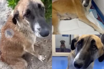 “Against All Odds: Resilient Mother Dog Overcomes Polio to Give Her Puppies a New Life”