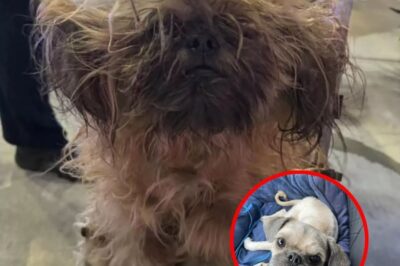 “A Tangled Mass of Matted Fur Unveils the Most Adorable Face Waiting to Be Loved”