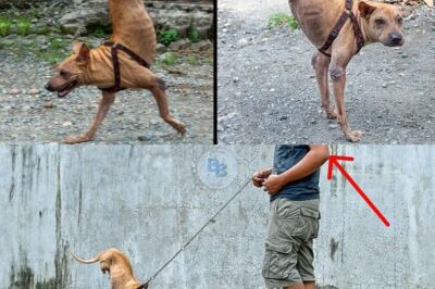 “A Remarkable Dog Born Without Hind Legs Defies Odds by Balancing and Joyfully Running Toward Its Owner