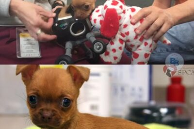 Street Dog Born Without Front Legs Gets a Second Chance in a Loving Home
