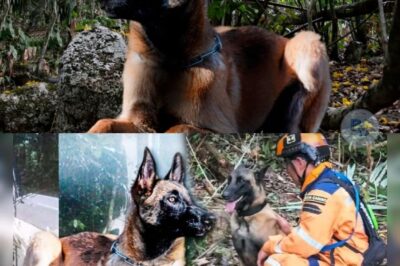 He was more than just a dog. He was part of the team, a four-legged hero who saved lives without asking for anything in return