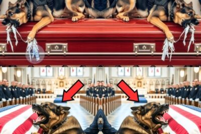 K9 Rex’s Furious Bark at His Owner’s Coffin Leads to an Unbelievable Miracle That Moved the Entire Rescue Team