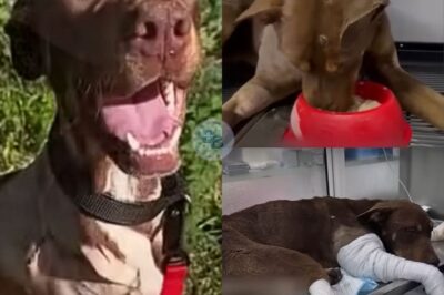 A Dog Named Julio Finds His Way Home, Three Legs and All