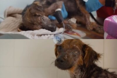 Rescued Puppy Hannibal Overcomes the Odds with Emergency Care on the Road to Recovery