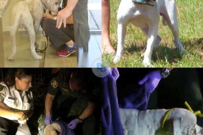 Hopeless Dog Rescued After Being Abandoned in the Florida Everglades