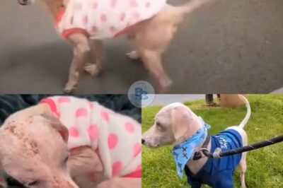 “Breaking Through the Silence: When a Wounded Dog Reached Out”