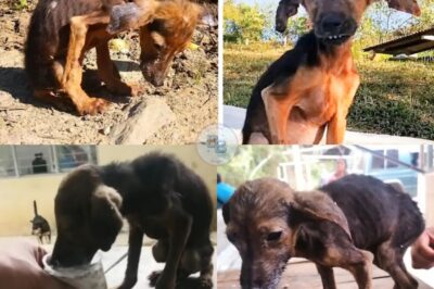 Carbon’s Second Chance: From Street Shadows to a Life Filled With Light