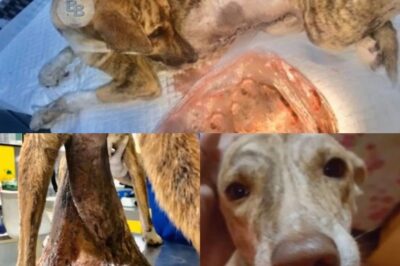 Hope’s Journey: A Stray Dog’s Remarkable Transformation After Tumor Removal