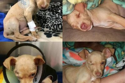 From Trash to Treasure: Thor’s Incredible Journey to Healing and Love