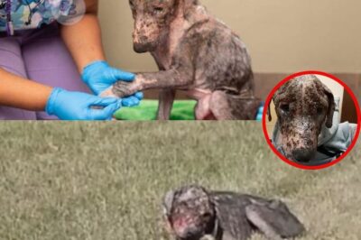 Thomas the Puppy: From Despair to Joy – A Heartwarming Tale of Transformation