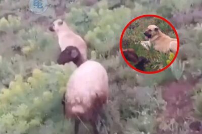 Sheepdog’s Heartfelt Loyalty: Vanishes for Two Days, Found Protecting Newborn Lamb in the Wilderness