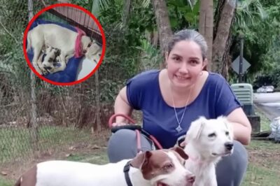 A Stray Dog’s Silent Plea for Her Pups: A Heartbreaking Tale of Survival and Love
