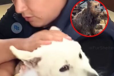 Beike’s Silent Suffering: A Dog’s Journey from Abuse to Hope