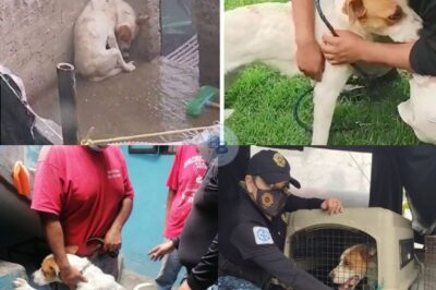 Chained in the Storm: Abandoned Dog Leo Rescued from Neglect After Viral Video Sparks Outrage