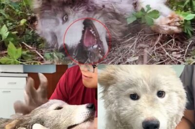 From Abandoned to Adored: The Journey of a Dog Named Duke