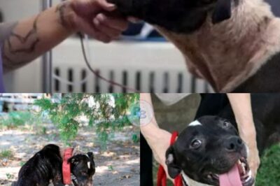 From Tragedy to Triumph: Gwen’s Remarkable Journey from Cruelty to Compassion