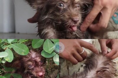 From Trash to Triumph: How One Abandoned Puppy Fought Through Trauma to Find a New Life