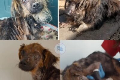 Against All Odds: Rescued Puppy Hannibal Fights for Life and Hope After Extreme Neglect