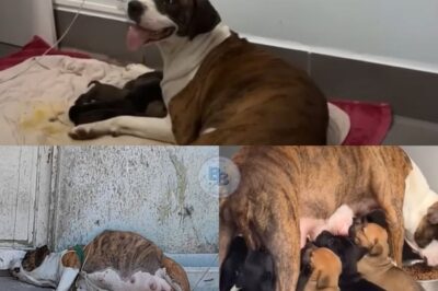Breaking the Chains: Kasi’s Journey from Neglect to Love and New Life with Her Puppies