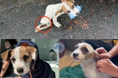 Astonishing Abandoned Two-Month-Old Puppy Clark Triumphs Over Severe Injuries, Malnutrition, Endures Multiple Surgeries Including Spinal Correction, Inspires Compassionate Caregivers with Heartwarming and Unwavering Spirit on a Remarkable Road to Recovery