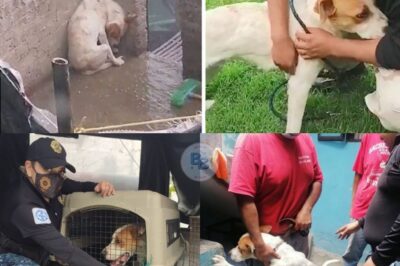 Compassionate Neighbors and Animal Control Unite to Rescue Neglected Dog Leo from Torrential Rain, Chain, and Cruel Indifference, Remarkably Transforming His Life Through Social Media Outcry and Swift, Coordinated Intervention