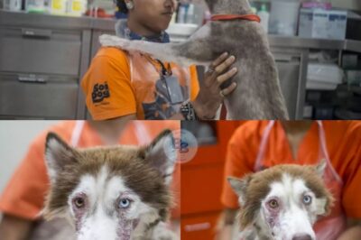 Heartbroken husky Nessie abandoned on Phuket streets after owner desertion receives critical Soi Dog Foundation rescue, recovers from severe neglect and mange, then flourishes as Matsi in U.S. foster care.