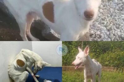 From Stray to Beloved: How Rio Transformed Through Compassion and Care