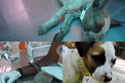 From the Brink of Death to Miraculous Recovery: The Incredible Journey of Lilly, the Resilient Puppy Who Overcame Insurmountable Odds with Love, Care, and Unbreakable Strength