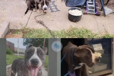 Chevelle’s Inspiring Journey from Abuse and Neglect to Love and Healing: How Compassion Saved a Dog Starved and Chained by His Owner to Teach Him a Lesson
