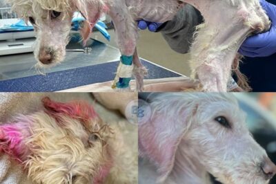 Emaciated Poodle Mix With Acid Burns Found Unresponsive in Field: Junie’s Incredible Journey of Survival and Hope as She Fights for Recovery and a Second Chance at Life
